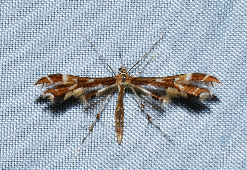 Geina didactyla, Pterophoridae